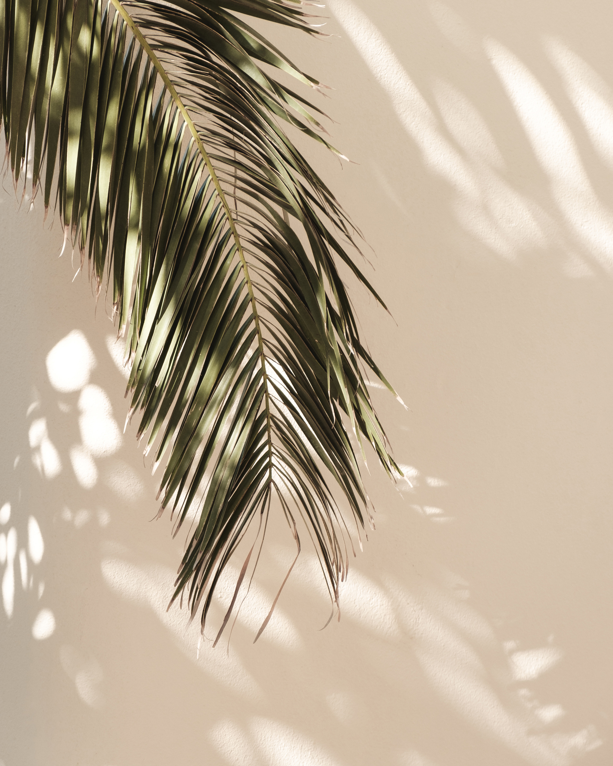 Palm Leaf and Shadow on the Wall