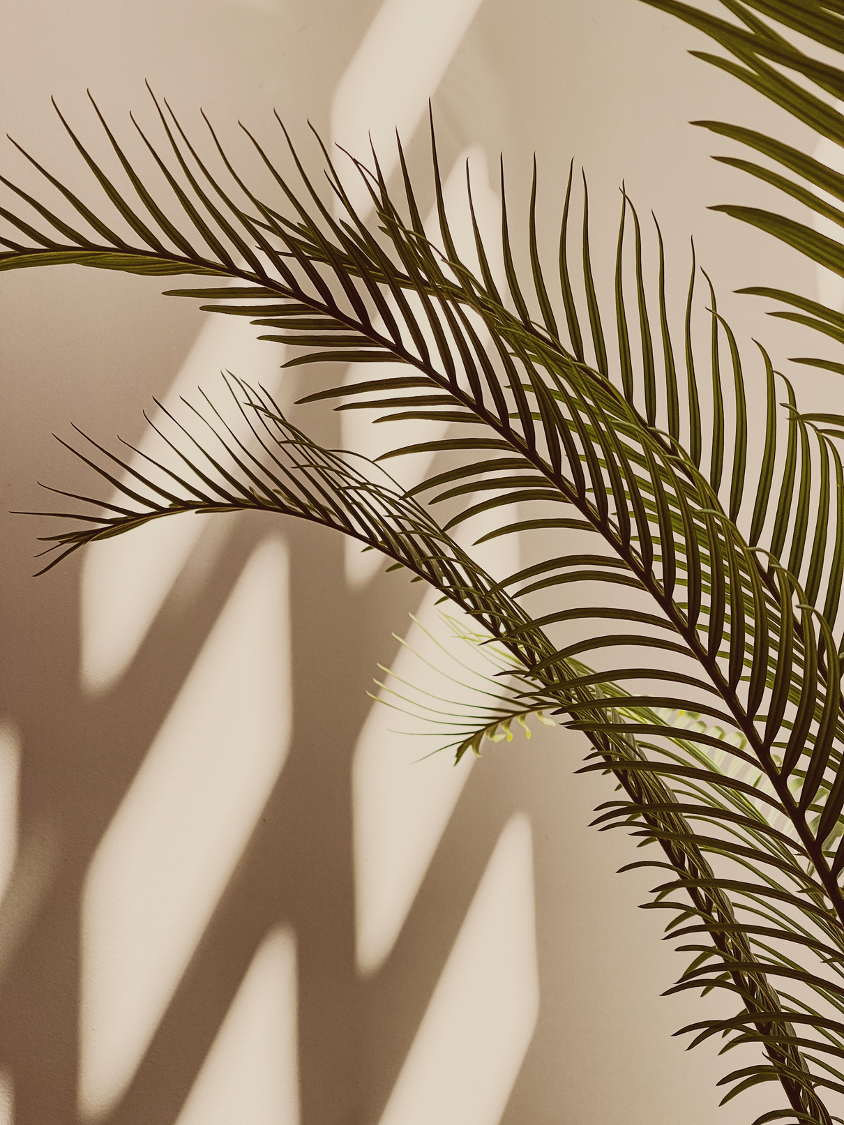 Palm Leaves with Shadows on Wall